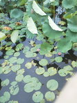 2016-09-23ハス