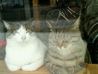 11/27猫2匹
